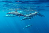 Spinner Dolphins