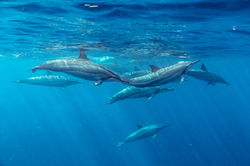 Spinner Dolphins