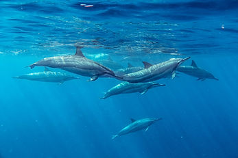 Spinner Dolphins