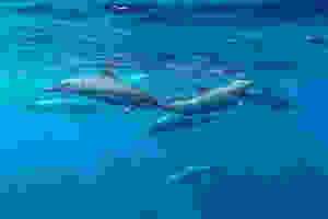 Marine Life