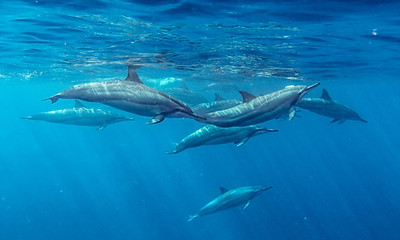 スピナードルフィンズ