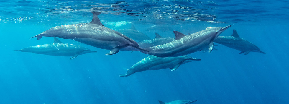 Delfines Spinner