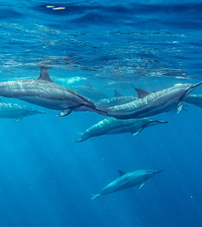 Spinner Dolphins