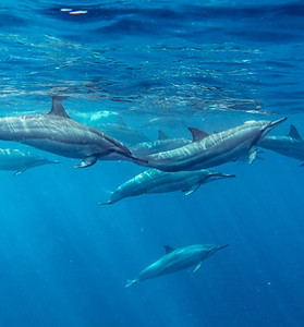 Spinner Dolphins