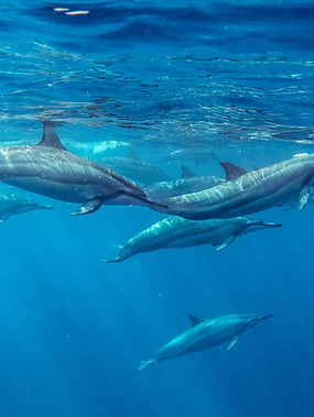 Spinner Dolphins