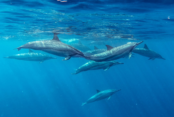 Spinner Dolphins