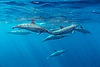 Dauphins à Spinner