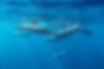 Spinner Dolphins