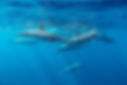 Spinner Dolphins