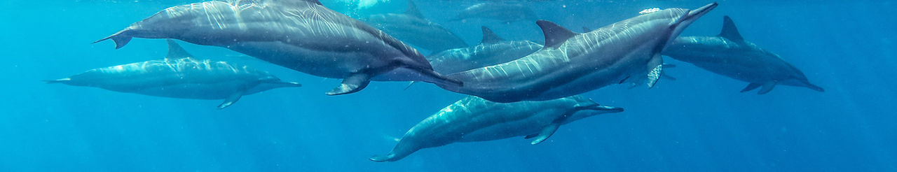 Dolphin Jewellery