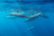 Spinner Dolphins