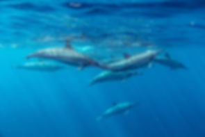 Spinner Dolphins