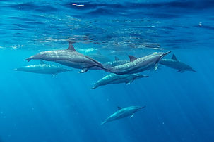 Spinner Dolphins