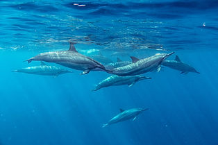 Spinner Dolphins