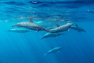 Spinner Dolphins