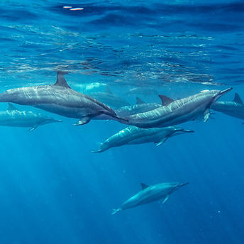 Spinner Dolphins