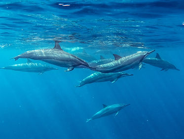 Spinner Dolphins