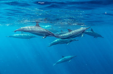 Lovina Dolphin Gaia Bali Tour