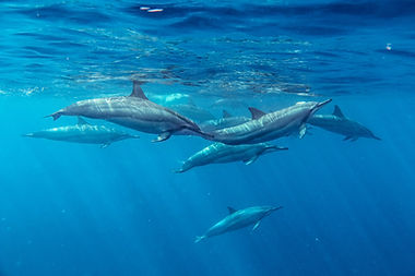 Delfines Spinner