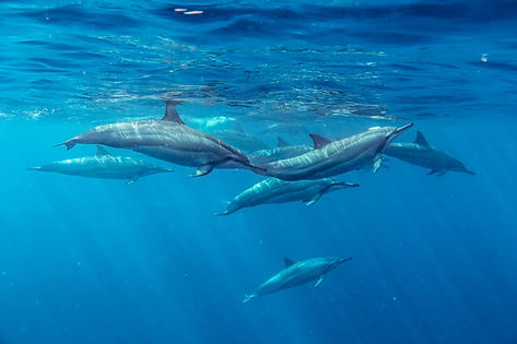 Spinner Dolphins