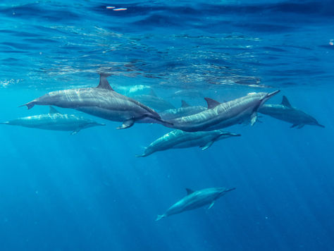 The Faroe Islands Cruelly And Senselessly Kills 1,500 Dolphins 💔