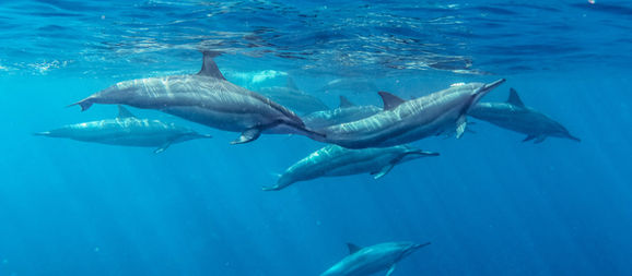 A Message to Lightworkers – March 5, 2021