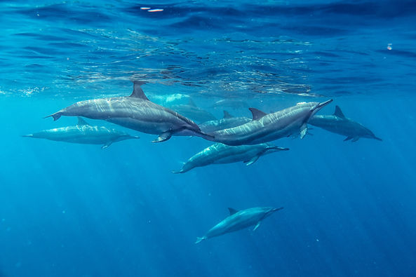 Group Of Dolphins