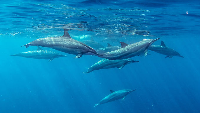 Sunset Dolphin Cruising