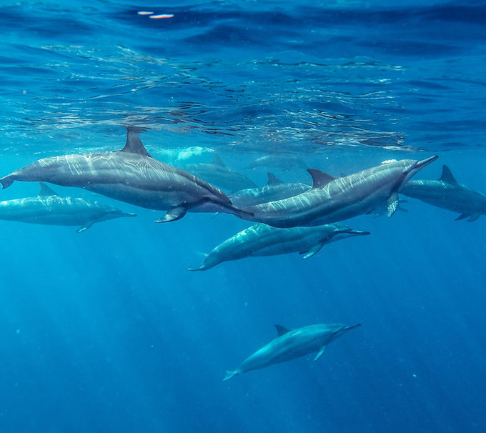 Group Of Dolphins