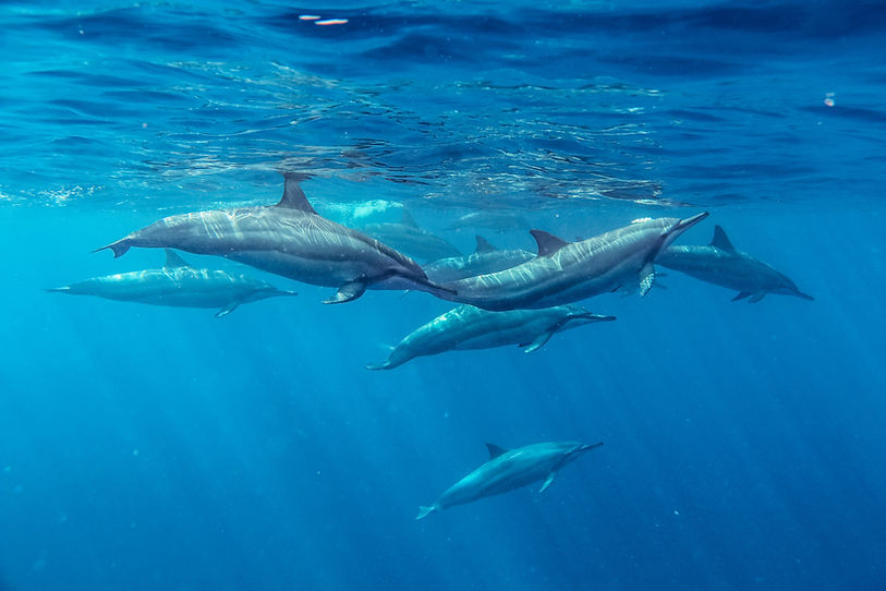 Spinner Dolphins