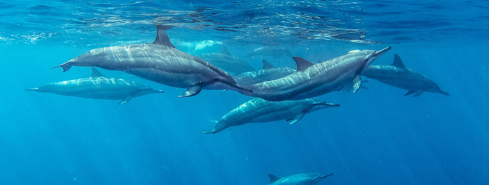 Spinner Dolphins