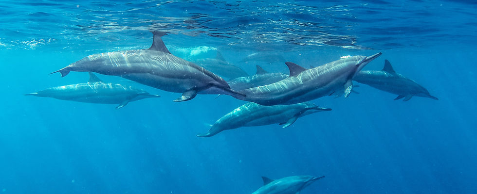 Spinner Dolphins