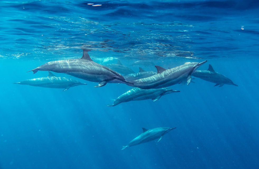 Spinner Dolphins