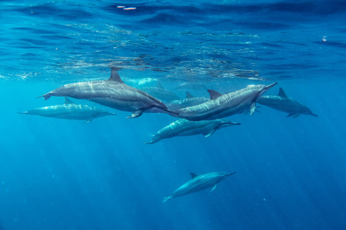 Spinner dolphins swimming underwater in Fiji
