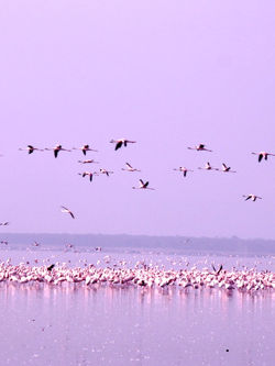 Nakuru Lake, Kenya