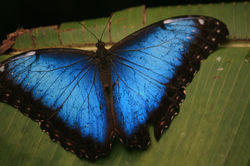 Morpho butterfly
