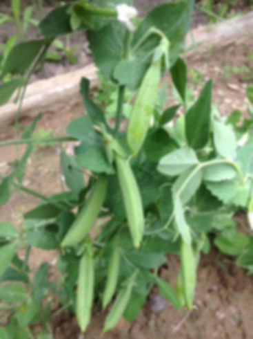 Sugar Ann Snap Pea Garden Seeds - 50 Non-GMO Heirloom Seeds Per Packet