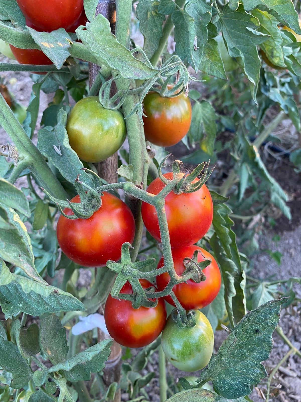 Ortaboy salkım domates tohumu