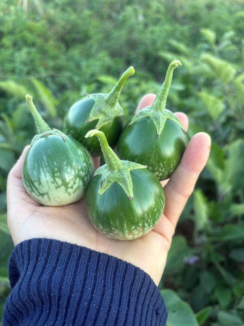 tayland yeşil patlıcan tohumu