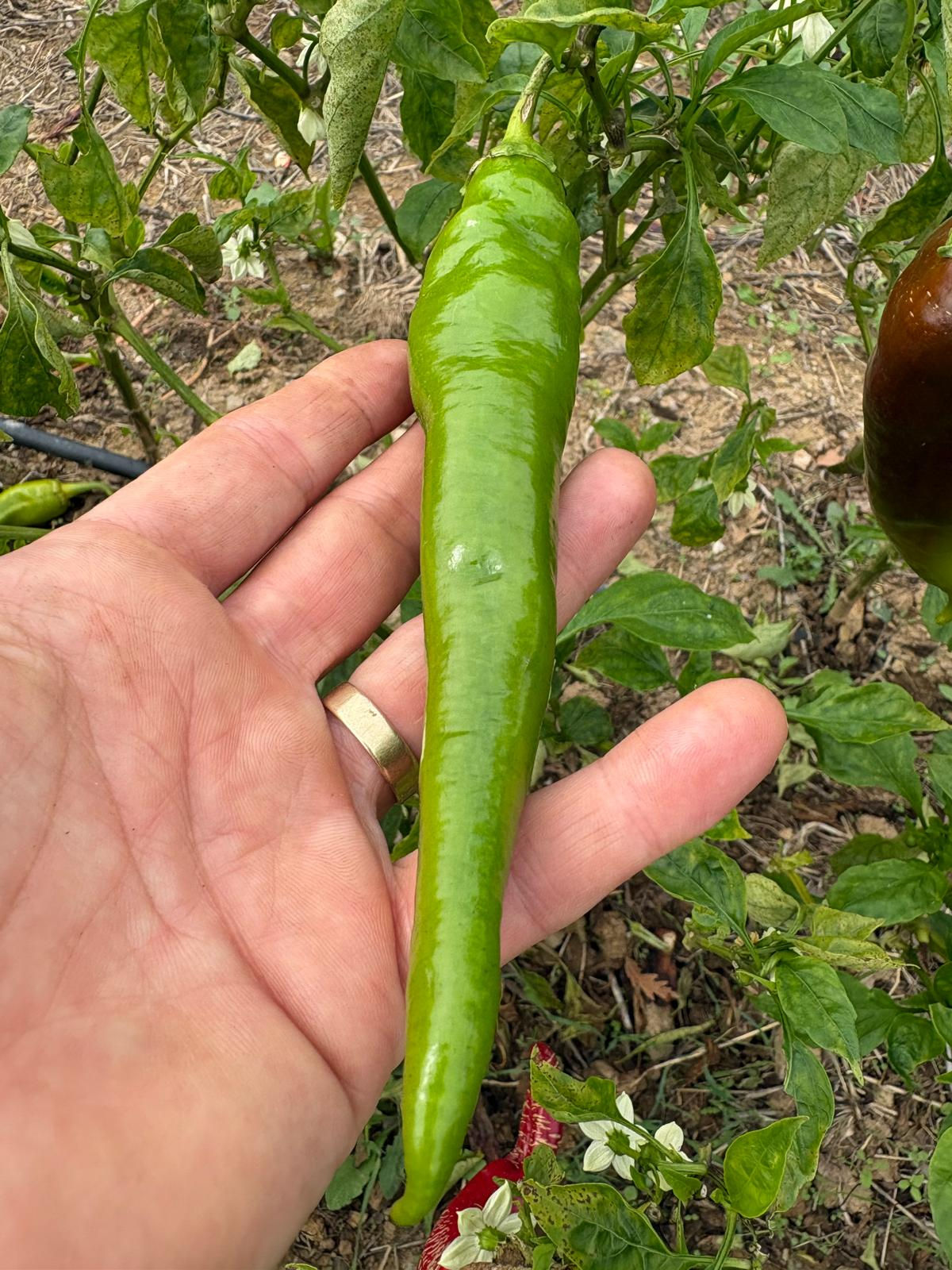 sivri etli biber tohumu
