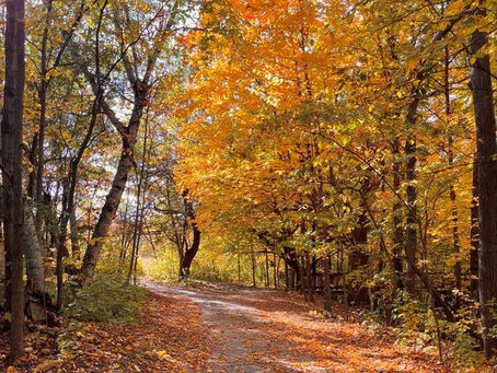 Why I Love Fall? 