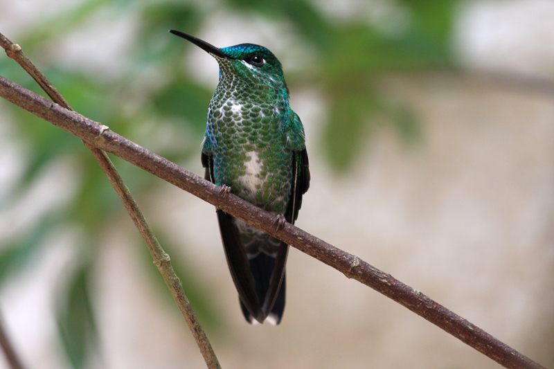 Birdwatching
