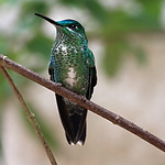 Beautiful Humming Bird