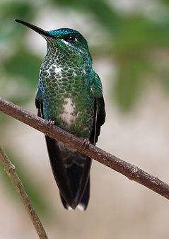 Beautiful Humming Bird