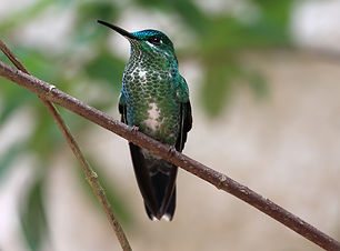 Beautiful Humming Bird
