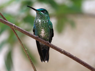 10 bird species you never knew