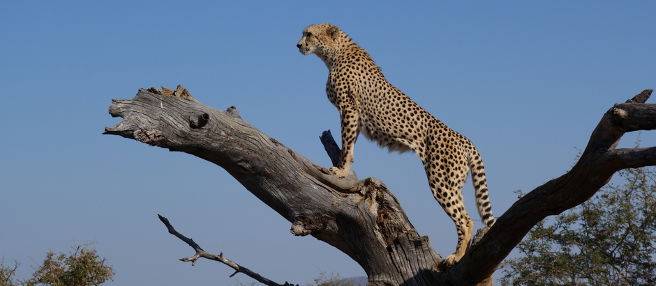 Are Cheetahs Endangered? Discover Their Fight for Survival