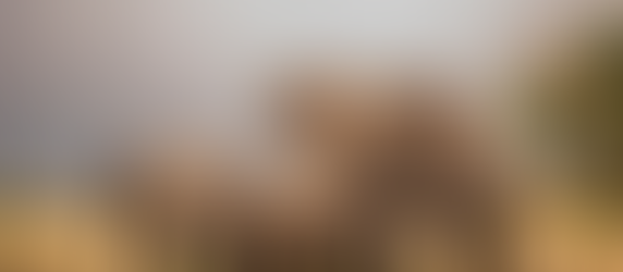 The Unique Wildlife You’ll Find on a Ugandan Safari