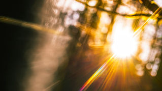 Ray of sunlight piercing through trees in a forest