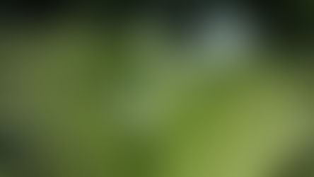 Close up of palm leaf branch